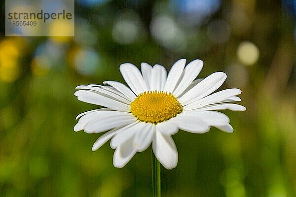 einzeln blühende Blüte auf grünen Hintergrund