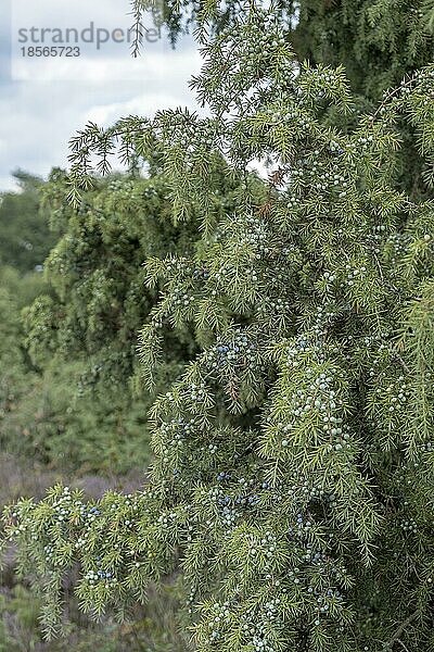 Gemeiner Wacholder (Juniperus communis)  Wacholderstrauch mit reifen und unreifen Beeren  Naturschutzgebiet Buurserzand  Haaksbergen  Niederlande  Europa