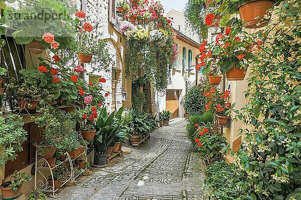 Blumen in einer alten Straße Spello befindet sich in der Region Umbrien  Spello