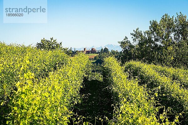 Piemont Hügel in Italien  Monferrato Gebiet. Malerische Landschaft im Sommer mit Weinbergen. Wunderbar blaür Himmel im Hintergrund