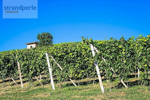 Piemont Hügel in Italien  Monferrato Gebiet. Malerische Landschaft im Sommer mit Weinbergen. Wunderbar blaür Himmel im Hintergrund