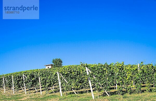 Piemont Hügel in Italien  Monferrato Gebiet. Malerische Landschaft im Sommer mit Weinbergen. Wunderbar blaür Himmel im Hintergrund