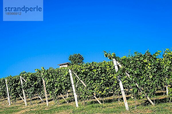 Piemont Hügel in Italien  Monferrato Gebiet. Malerische Landschaft im Sommer mit Weinbergen. Wunderbar blaür Himmel im Hintergrund