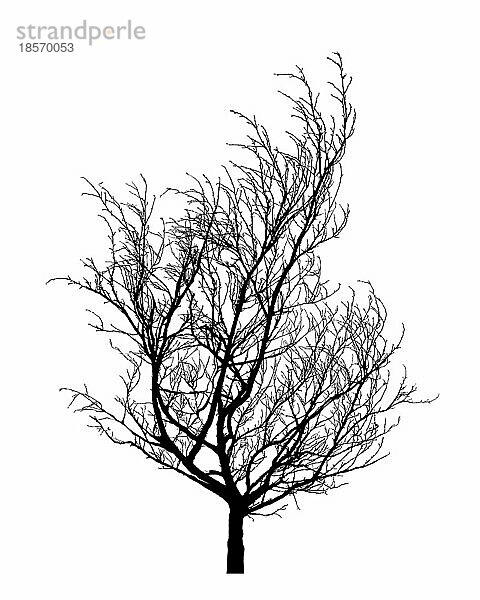 Winterbaum-Silhouette. Isolierte Hand gezeichnet Vektor-Design-Element über weißem Hintergrund