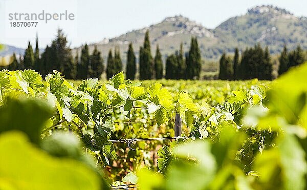 Region Provence in Südfrankreich. Ein perfekter Weinberg im Juli