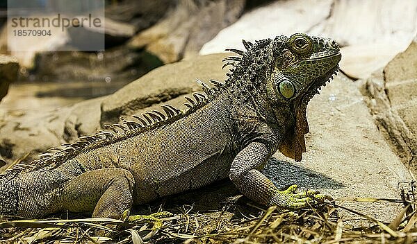 Lateinischer Name: Iguana Iguana. Größe 150 cm insgesamt