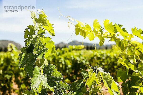 Region Provence in Südfrankreich. Ein perfekter Weinberg im Juli