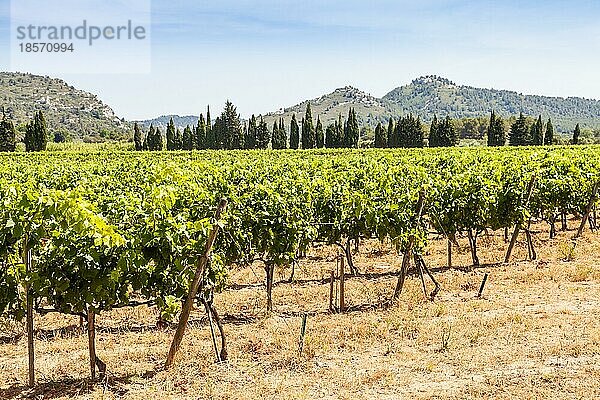 Region Provence in Südfrankreich. Ein perfekter Weinberg im Juli