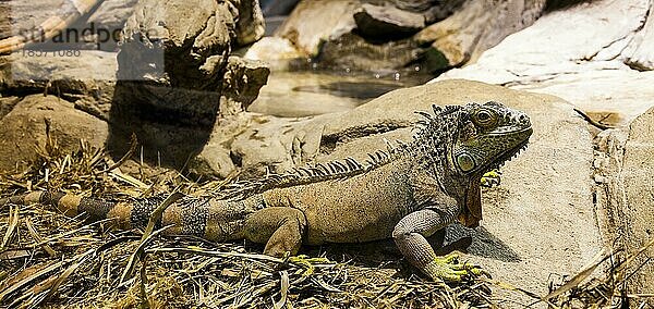 Lateinischer Name: Iguana Iguana. Größe 150 cm insgesamt
