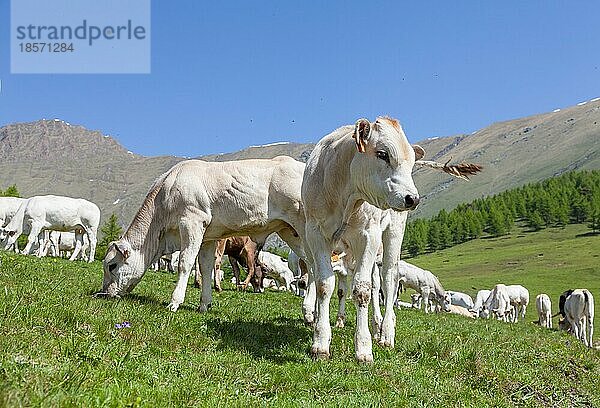 Sommersaison in den italienischen Alpen. Freies Kalb zwischen erwachsenen Kühen