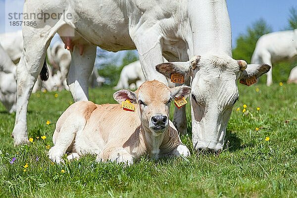 Sommersaison in den italienischen Alpen. Freies Kalb zwischen erwachsenen Kühen