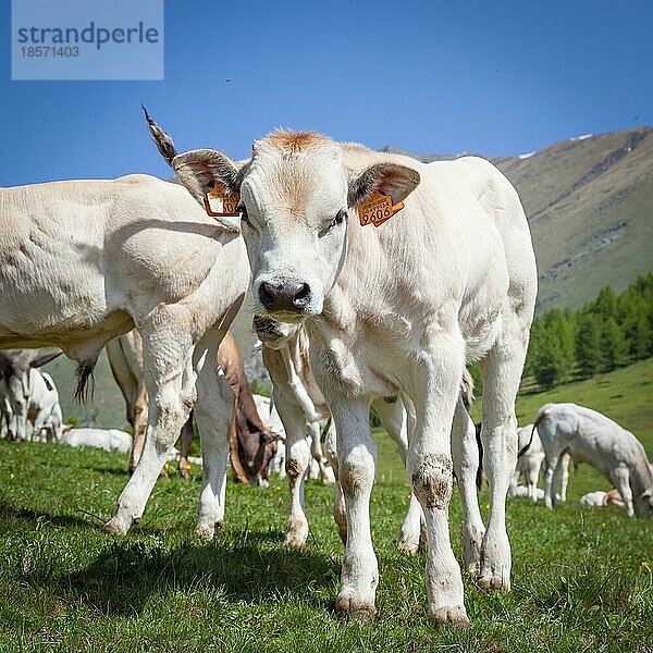 Sommersaison in den italienischen Alpen. Freies Kalb zwischen erwachsenen Kühen