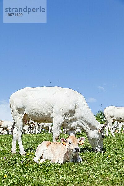 Sommersaison in den italienischen Alpen. Freies Kalb zwischen erwachsenen Kühen