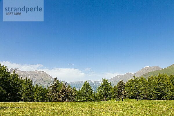 Wunderschöne Aussicht auf die italienischen Alpen mit einem Wald im Hintergrund an einem Sommertag. Region Piemont Norditalien