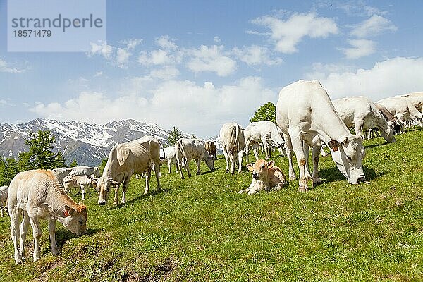 Sommersaison in den italienischen Alpen. Freies Kalb zwischen erwachsenen Kühen