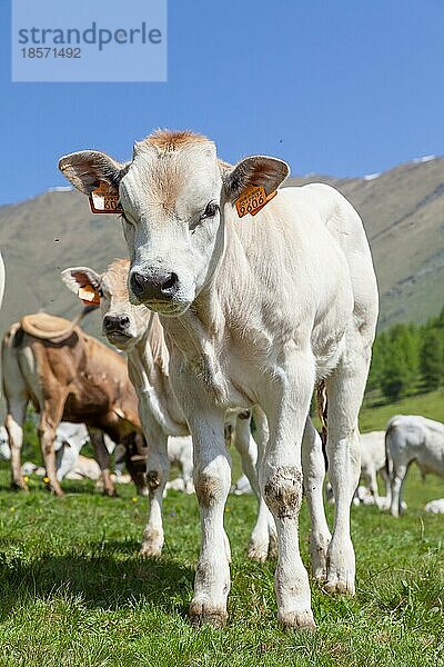 Sommersaison in den italienischen Alpen. Freies Kalb zwischen erwachsenen Kühen