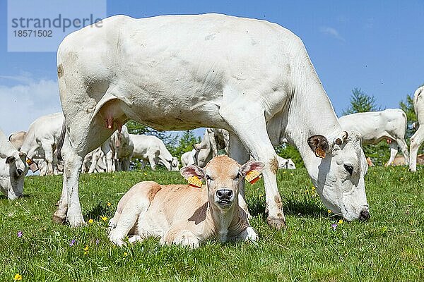 Sommersaison in den italienischen Alpen. Freies Kalb zwischen erwachsenen Kühen