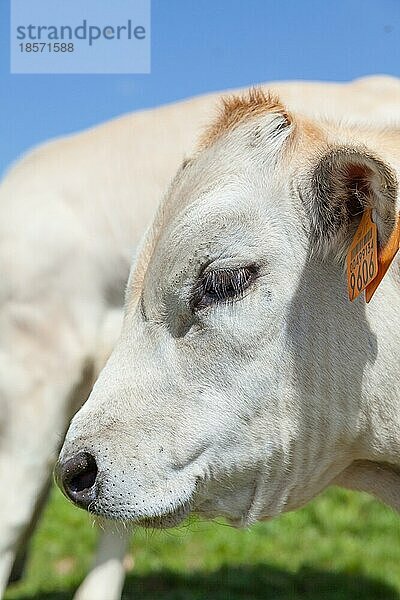 Sommersaison in den italienischen Alpen. Freies Kalb zwischen erwachsenen Kühen