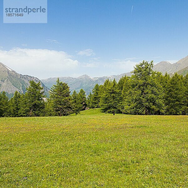 Wunderschöne Aussicht auf die italienischen Alpen mit einem Wald im Hintergrund an einem Sommertag. Region Piemont Norditalien