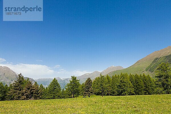 Wunderschöne Aussicht auf die italienischen Alpen mit einem Wald im Hintergrund an einem Sommertag. Region Piemont Norditalien