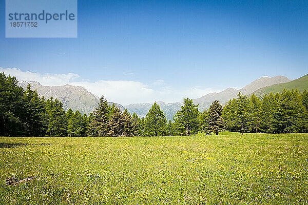 Wunderschöne Aussicht auf die italienischen Alpen mit einem Wald im Hintergrund an einem Sommertag. Region Piemont Norditalien