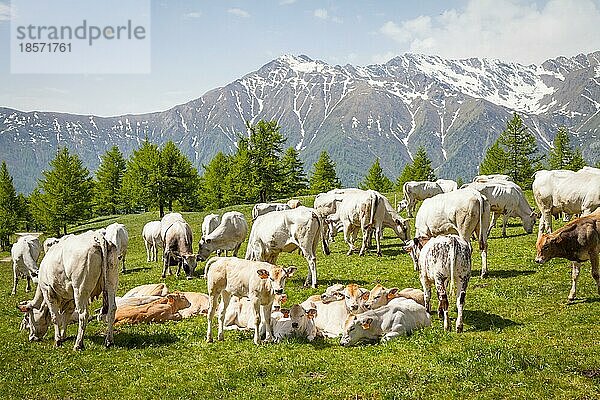 Sommersaison in den italienischen Alpen. Freies Kalb zwischen erwachsenen Kühen