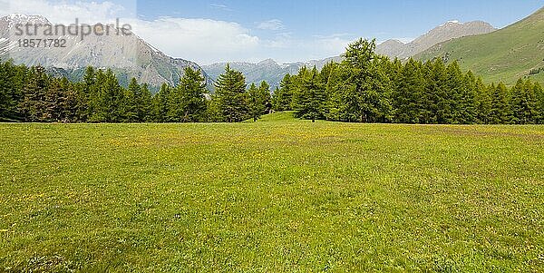 Wunderschöne Aussicht auf die italienischen Alpen mit einem Wald im Hintergrund an einem Sommertag. Region Piemont Norditalien