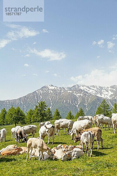 Sommersaison in den italienischen Alpen. Freies Kalb zwischen erwachsenen Kühen