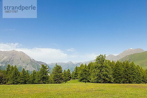 Wunderschöne Aussicht auf die italienischen Alpen mit einem Wald im Hintergrund an einem Sommertag. Region Piemont Norditalien