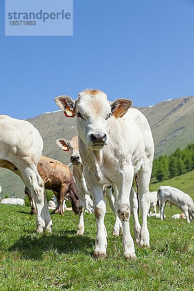 Sommersaison in den italienischen Alpen. Freies Kalb zwischen erwachsenen Kühen