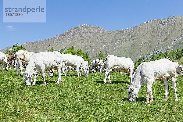 Sommersaison in den italienischen Alpen. Freies Kalb zwischen erwachsenen Kühen