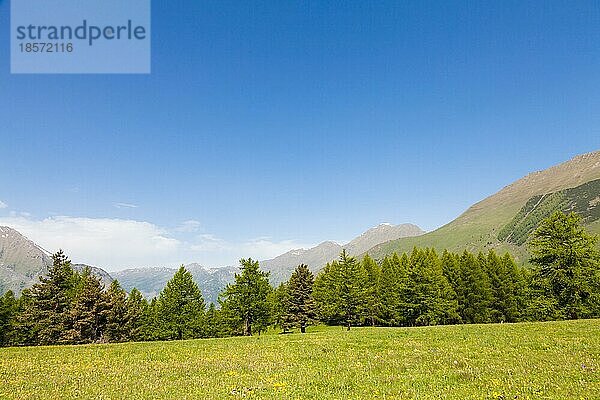 Wunderschöne Aussicht auf die italienischen Alpen mit einem Wald im Hintergrund an einem Sommertag. Region Piemont Norditalien