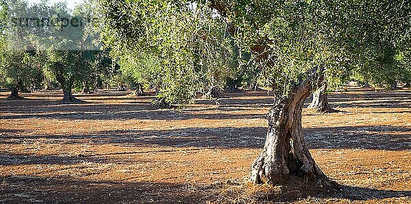 Olivenbäume in der Region Apulien  Süditalien mehr als 200 Jahre alt. Sommerzeit  Sonnenuntergang natürliches Licht
