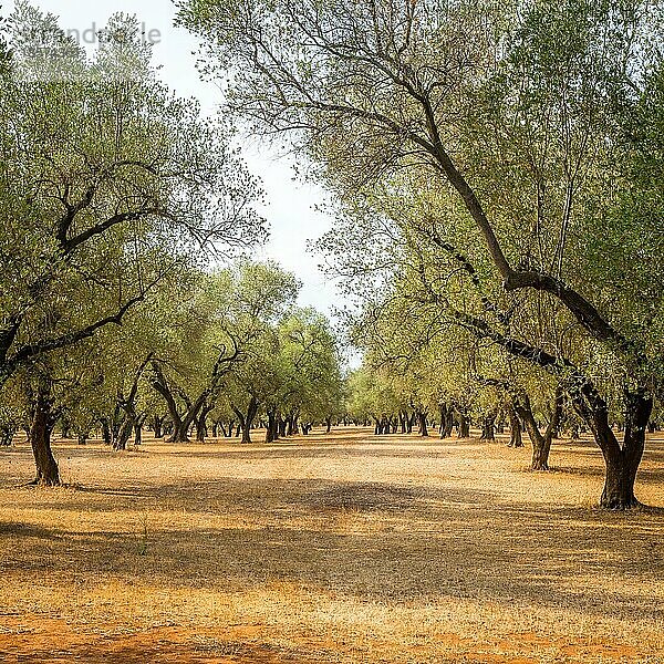 Italien  Region Apulien  Süden des Landes. Traditionelle Anpflanzung von Olivenbäumen  Europa