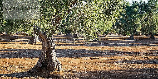 Olivenbäume in der Region Apulien  Süditalien mehr als 200 Jahre alt. Sommerzeit  Sonnenuntergang natürliches Licht