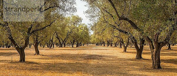 Italien  Region Apulien  Süden des Landes. Traditionelle Anpflanzung von Olivenbäumen  Europa
