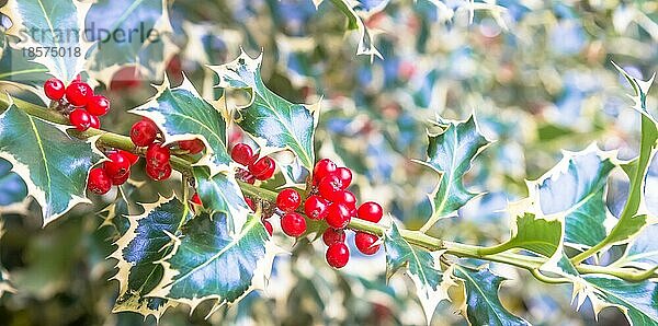 Hintergrund: Stechpalmenbäume. Traditionelles Symbol der Weihnachts und Neujahrssaison