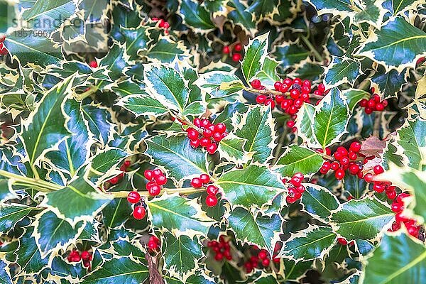 Hintergrund: Stechpalmenbäume. Traditionelles Symbol der Weihnachts und Neujahrssaison