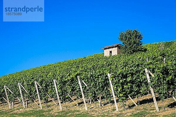 Piemont Hügel in Italien  Monferrato Gebiet. Malerische Landschaft im Sommer mit Weinberg Feld. Wunderbar blaür Himmel im Hintergrund