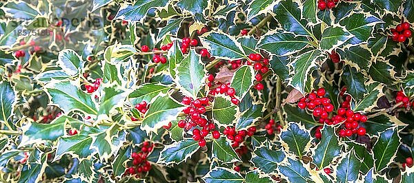 Hintergrund: Stechpalmenbäume. Traditionelles Symbol der Weihnachts und Neujahrssaison