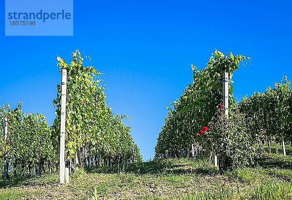 Piemont Hügel in Italien  Monferrato Gebiet. Malerische Landschaft im Sommer mit Weinbergen. Wunderbar blaür Himmel im Hintergrund