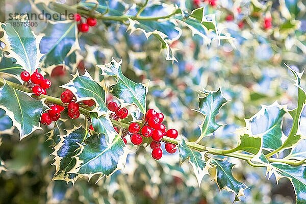 Hintergrund: Stechpalmenbäume. Traditionelles Symbol der Weihnachts und Neujahrssaison