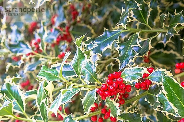 Hintergrund: Stechpalmenbäume. Traditionelles Symbol der Weihnachts und Neujahrssaison