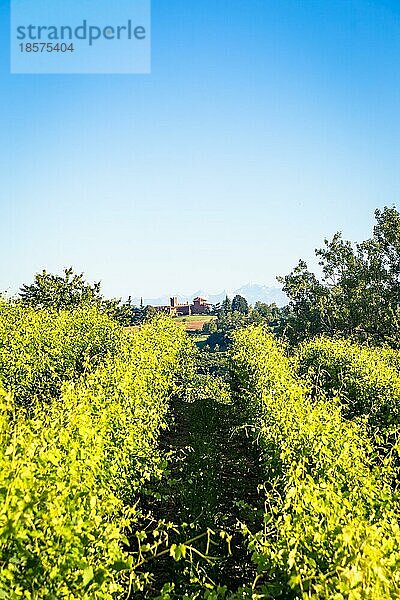 Piemont Hügel in Italien  Monferrato Gebiet. Malerische Landschaft im Sommer mit Weinbergen. Wunderbar blaür Himmel im Hintergrund