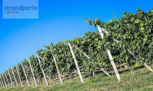 Piemont Hügel in Italien  Monferrato Gebiet. Malerische Landschaft im Sommer mit Weinberg Feld. Wunderbar blaür Himmel im Hintergrund