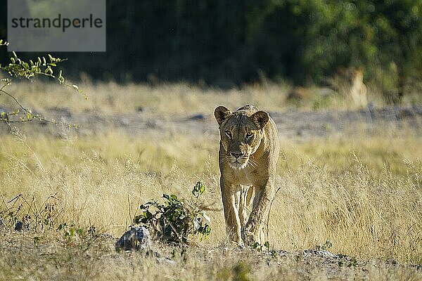 Löwin (Leo panthera) geht auf die Kamera zu. Chobe National Park  Botswana  Afrika