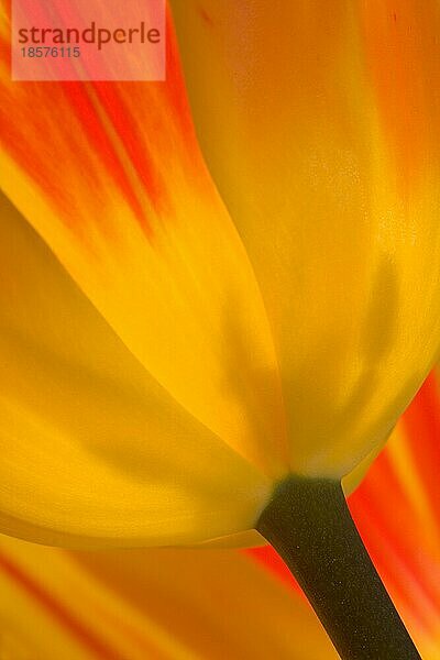 Detail einer Tulpe