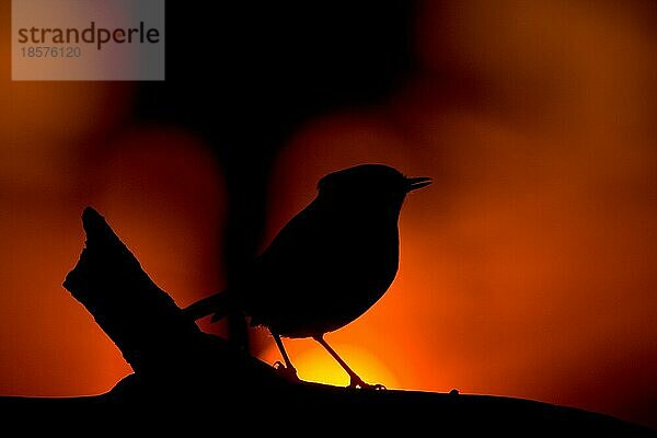 Feuervogel  ROTKEHLCHEN (ERITHACUS RUBECULA)  VOGEL  SINGVOGEL  ROBIN  PHÖNIX  FEUERVOGEL  SONNENUNTERGANG  SCHATTENRISS  SCHERENSCHNITT  SCHATTEN  ROT  ORANGE  rot  Phönix  SCHWARZ  KONTRAST  Silhouette  Vogel  Sogbird  Wildtier  schwarz  Rotbrust