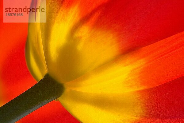 Tulpe Detail