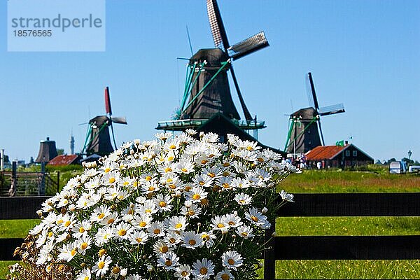 Klares und traditionelles Wahrzeichen für Holland: Blumen und Mühlen